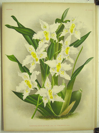 Lindenia Orchid Poster