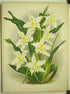 Lindenia Orchid Poster