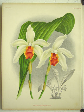 Lindenia Orchid Poster