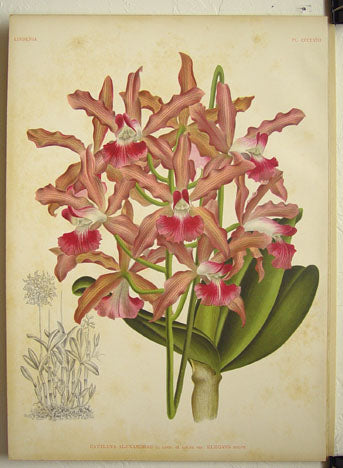 Lindenia Orchid Poster